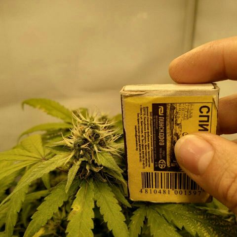 A.M.S #2 growlog timeline photo