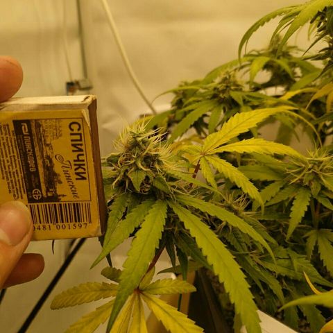 A.M.S #2 growlog timeline photo