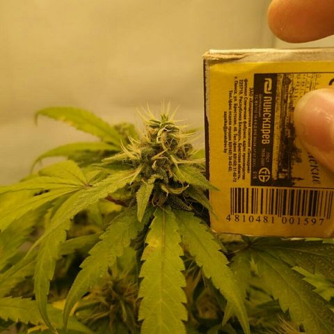 A.M.S #2 growlog timeline photo