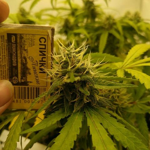 A.M.S #2 growlog timeline photo