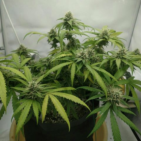 A.M.S #2 growlog timeline photo