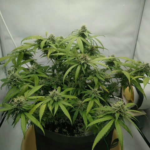 A.M.S #2 growlog timeline photo