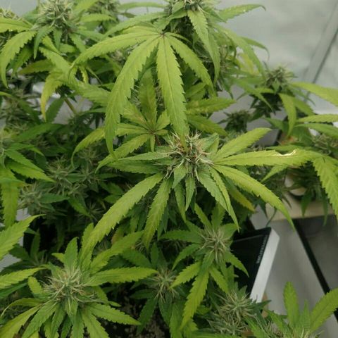 A.M.S #2 growlog timeline photo