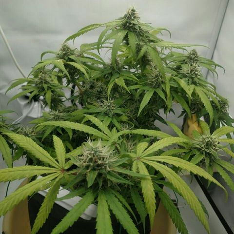 A.M.S #2 growlog timeline photo