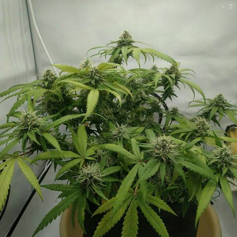 A.M.S #2 growlog timeline photo