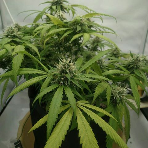 A.M.S #2 growlog timeline photo
