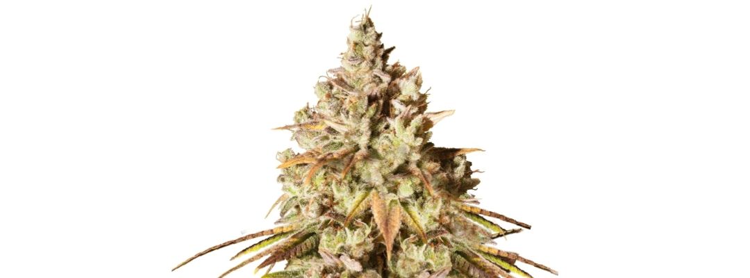 • Gorilla Glue #4 ~ BSF Seeds + LST + SCROG growlog header