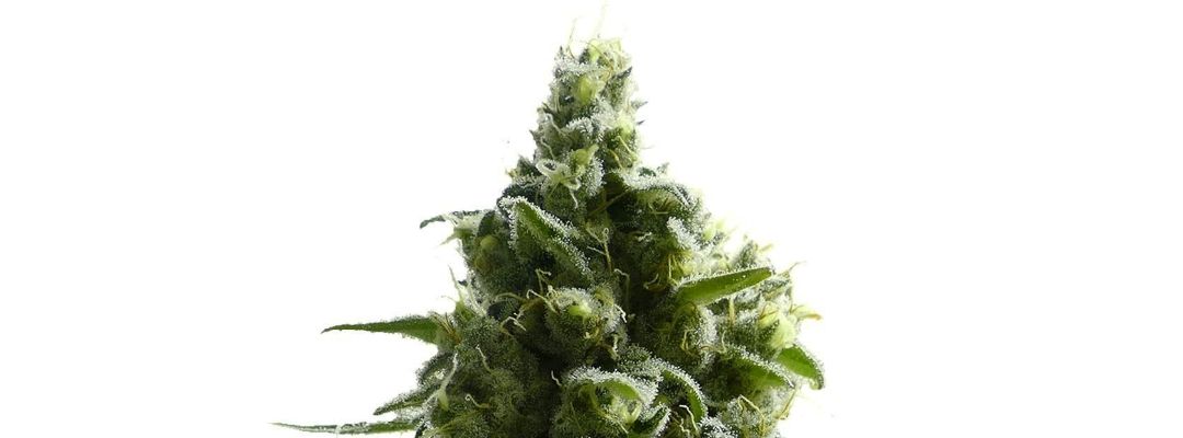 • Super Lemon Haze ~ BSF Seeds + LST + SCROG growlog header