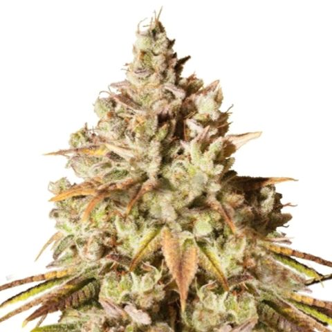 • Gorilla Glue #4 ~ BSF Seeds + LST + SCROG growlog in Santa planta 60x60