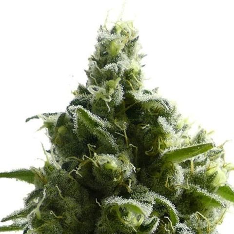 • Super Lemon Haze ~ BSF Seeds + LST + SCROG growlog in Santa planta 60x60