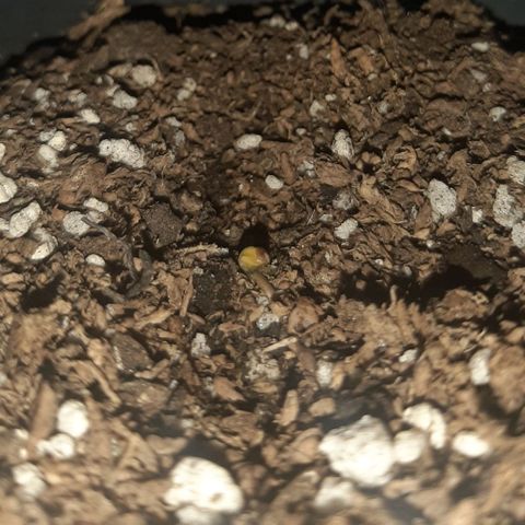 Pineapple Larry OG 🍍 ~ BSF Seeds 🧬 + LST ➰ + SCROG 🌐 growlog photo: 🌈🍍💥