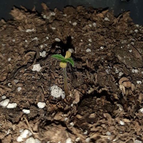 Pineapple Larry OG 🍍 ~ BSF Seeds 🧬 + LST ➰ + SCROG 🌐 growlog photo: 🌈🌱💚