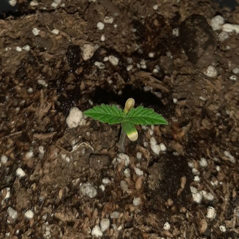 Pineapple Larry OG 🍍 ~ BSF Seeds 🧬 + LST ➰ + SCROG 🌐 growlog photo: 🌌🌱💚