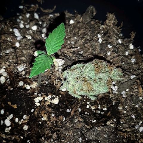 Pineapple Larry OG 🍍 ~ BSF Seeds 🧬 + LST ➰ + SCROG 🌐 growlog photo: 💥🍍🌱🔥🍋🌸💐