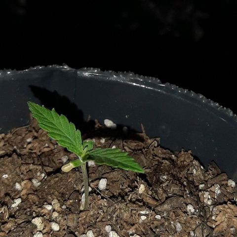 Pineapple Larry OG 🍍 ~ BSF Seeds 🧬 + LST ➰ + SCROG 🌐 growlog photo: 🌱💥🍍