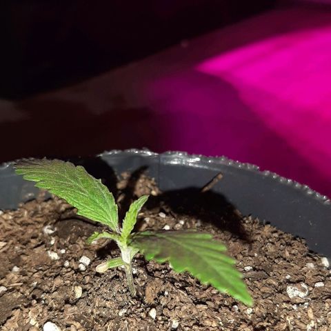 Pineapple Larry OG 🍍 ~ BSF Seeds 🧬 + LST ➰ + SCROG 🌐 growlog photo: 🌱🌱