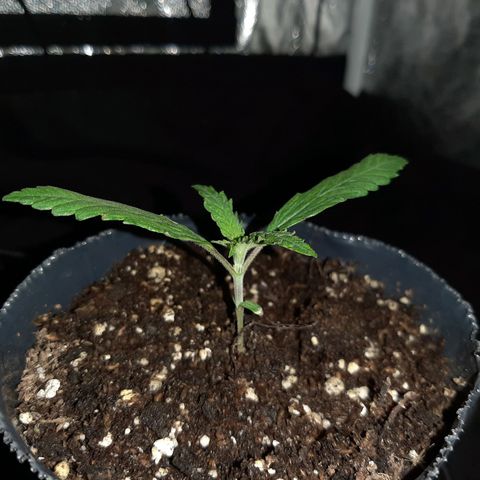 Pineapple Larry OG 🍍 ~ BSF Seeds 🧬 + LST ➰ + SCROG 🌐 growlog photo: 🌿