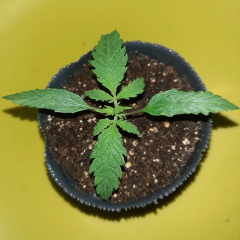 Pineapple Larry OG 🍍 ~ BSF Seeds 🧬 + LST ➰ + SCROG 🌐 growlog photo: 🌈🌿