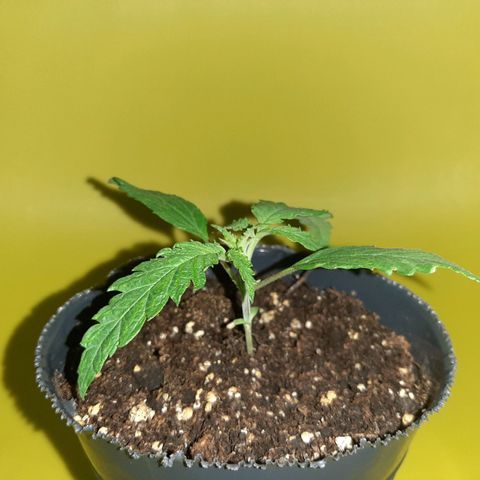 Pineapple Larry OG 🍍 ~ BSF Seeds 🧬 + LST ➰ + SCROG 🌐 growlog photo: 🌈🌿