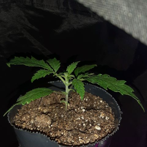 Pineapple Larry OG 🍍 ~ BSF Seeds 🧬 + LST ➰ + SCROG 🌐 growlog photo: 🌱🌱🌱