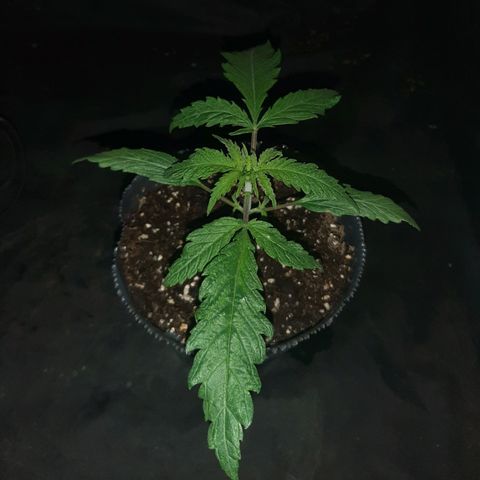 Pineapple Larry OG 🍍 ~ BSF Seeds 🧬 + LST ➰ + SCROG 🌐 growlog photo: 🌱🌱🌱🌱