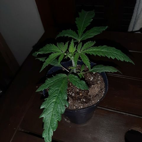 Pineapple Larry OG 🍍 ~ BSF Seeds 🧬 + LST ➰ + SCROG 🌐 growlog photo: Finalizando el mes de vida 