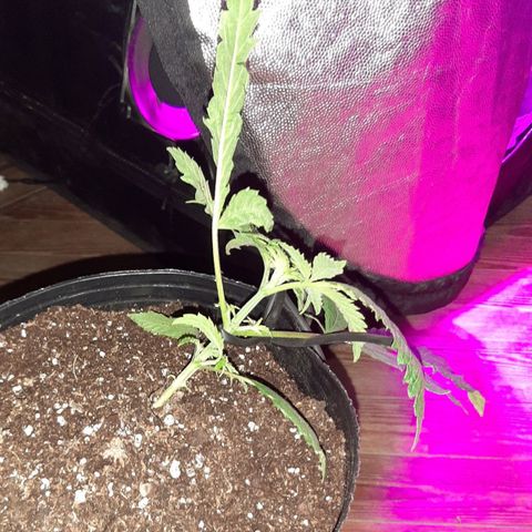 Pineapple Larry OG 🍍 ~ BSF Seeds 🧬 + LST ➰ + SCROG 🌐 growlog photo: Transplante de 1lt a 7lt + 1er entrenamiento lst ➰