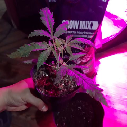 Pineapple Larry OG 🍍 ~ BSF Seeds 🧬 + LST ➰ + SCROG 🌐 growlog photo: Transplante de 1lt a 7lt + 1er entrenamiento lst ➰