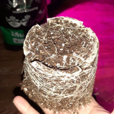 Pineapple Larry OG 🍍 ~ BSF Seeds 🧬 + LST ➰ + SCROG 🌐 growlog photo: Transplante de 1lt a 7lt + 1er entrenamiento lst ➰