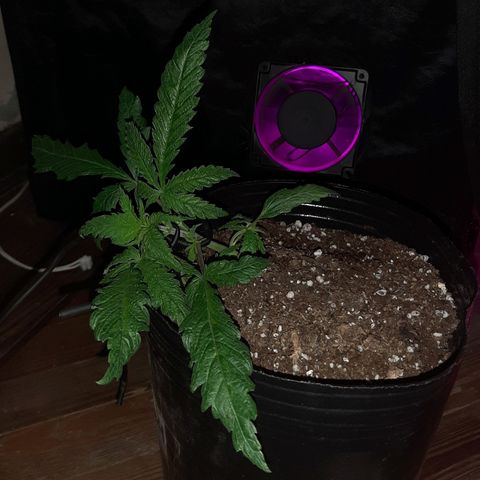 Pineapple Larry OG 🍍 ~ BSF Seeds 🧬 + LST ➰ + SCROG 🌐 growlog photo: ➰🌱➰🌱