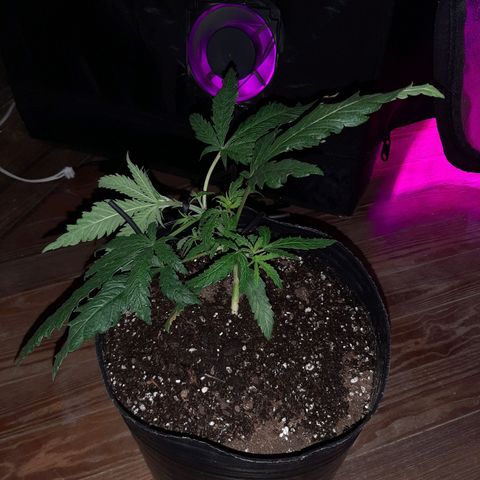 Pineapple Larry OG 🍍 ~ BSF Seeds 🧬 + LST ➰ + SCROG 🌐 growlog photo: Lst 3er entrenamiento