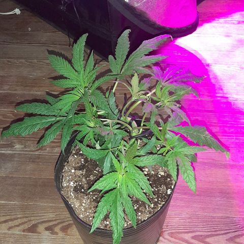 Pineapple Larry OG 🍍 ~ BSF Seeds 🧬 + LST ➰ + SCROG 🌐 growlog photo: 🌱🔥