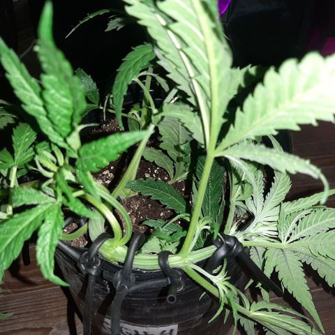 Pineapple Larry OG 🍍 ~ BSF Seeds 🧬 + LST ➰ + SCROG 🌐 growlog photo: 5to entrenamiento LST