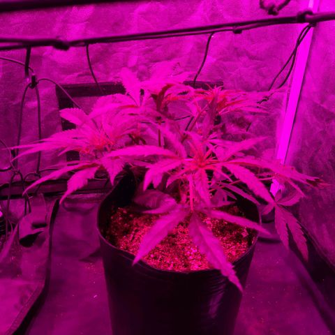 Pineapple Larry OG 🍍 ~ BSF Seeds 🧬 + LST ➰ + SCROG 🌐 growlog photo: 🌺