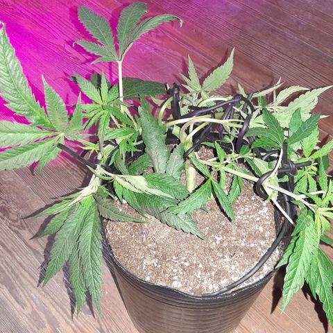 Pineapple Larry OG 🍍 ~ BSF Seeds 🧬 + LST ➰ + SCROG 🌐 growlog photo: Entrenamiento de LST ➰🌱➰🌱➰🌱