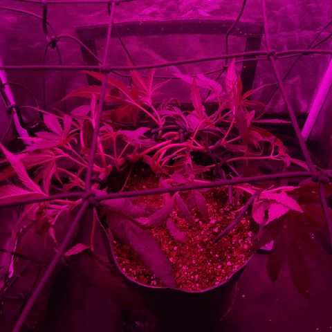 Pineapple Larry OG 🍍 ~ BSF Seeds 🧬 + LST ➰ + SCROG 🌐 growlog photo: 🌈💚