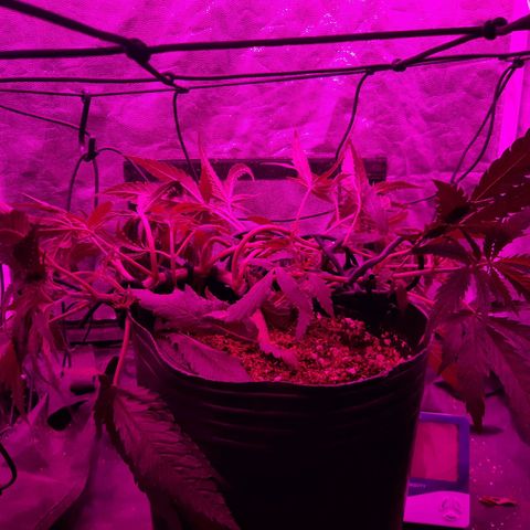 Pineapple Larry OG 🍍 ~ BSF Seeds 🧬 + LST ➰ + SCROG 🌐 growlog photo: 🌈💚