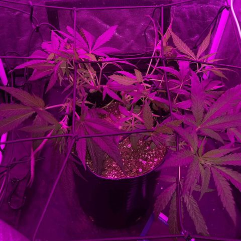 Pineapple Larry OG 🍍 ~ BSF Seeds 🧬 + LST ➰ + SCROG 🌐 growlog photo: ➿🌐