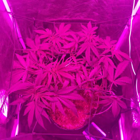 Pineapple Larry OG 🍍 ~ BSF Seeds 🧬 + LST ➰ + SCROG 🌐 growlog photo: Final de LST + SCROG
Cambio de fotoperiodo programado para el día de hoy.
