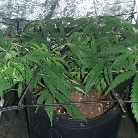 Pineapple Larry OG 🍍 ~ BSF Seeds 🧬 + LST ➰ + SCROG 🌐 growlog timeline photo