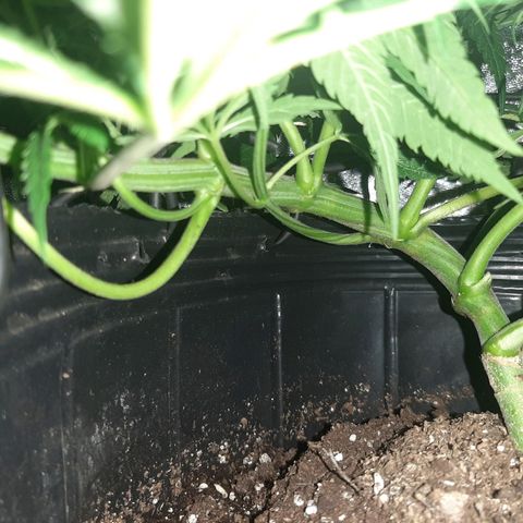 Pineapple Larry OG 🍍 ~ BSF Seeds 🧬 + LST ➰ + SCROG 🌐 growlog timeline photo