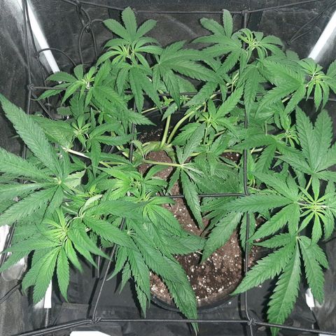 Pineapple Larry OG 🍍 ~ BSF Seeds 🧬 + LST ➰ + SCROG 🌐 growlog timeline photo