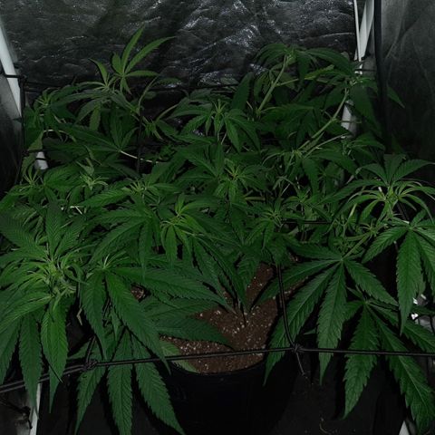 Pineapple Larry OG 🍍 ~ BSF Seeds 🧬 + LST ➰ + SCROG 🌐 growlog photo: 🌱🌱🌱🌱🌱🌱