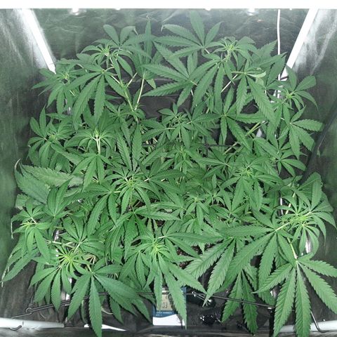 Pineapple Larry OG 🍍 ~ BSF Seeds 🧬 + LST ➰ + SCROG 🌐 growlog timeline photo