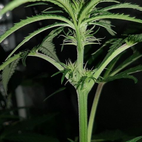 Pineapple Larry OG 🍍 ~ BSF Seeds 🧬 + LST ➰ + SCROG 🌐 growlog photo: 🌈💐