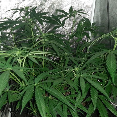 Pineapple Larry OG 🍍 ~ BSF Seeds 🧬 + LST ➰ + SCROG 🌐 growlog photo: 🌈💐