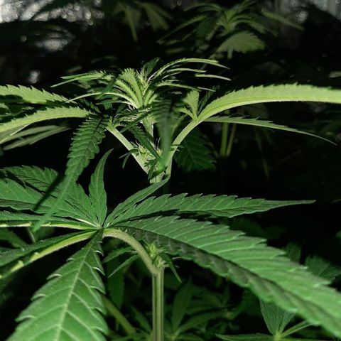 Pineapple Larry OG 🍍 ~ BSF Seeds 🧬 + LST ➰ + SCROG 🌐 growlog photo: 🌈💐