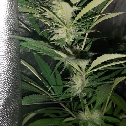 Pineapple Larry OG 🍍 ~ BSF Seeds 🧬 + LST ➰ + SCROG 🌐 growlog timeline photo