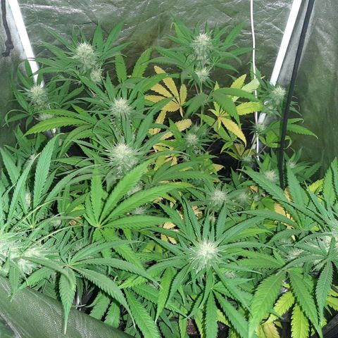 Pineapple Larry OG 🍍 ~ BSF Seeds 🧬 + LST ➰ + SCROG 🌐 growlog photo: 💐🍍