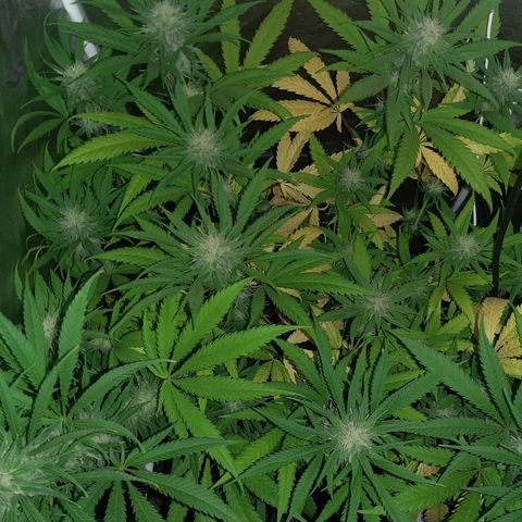 Pineapple Larry OG 🍍 ~ BSF Seeds 🧬 + LST ➰ + SCROG 🌐 growlog photo: 💐🍂